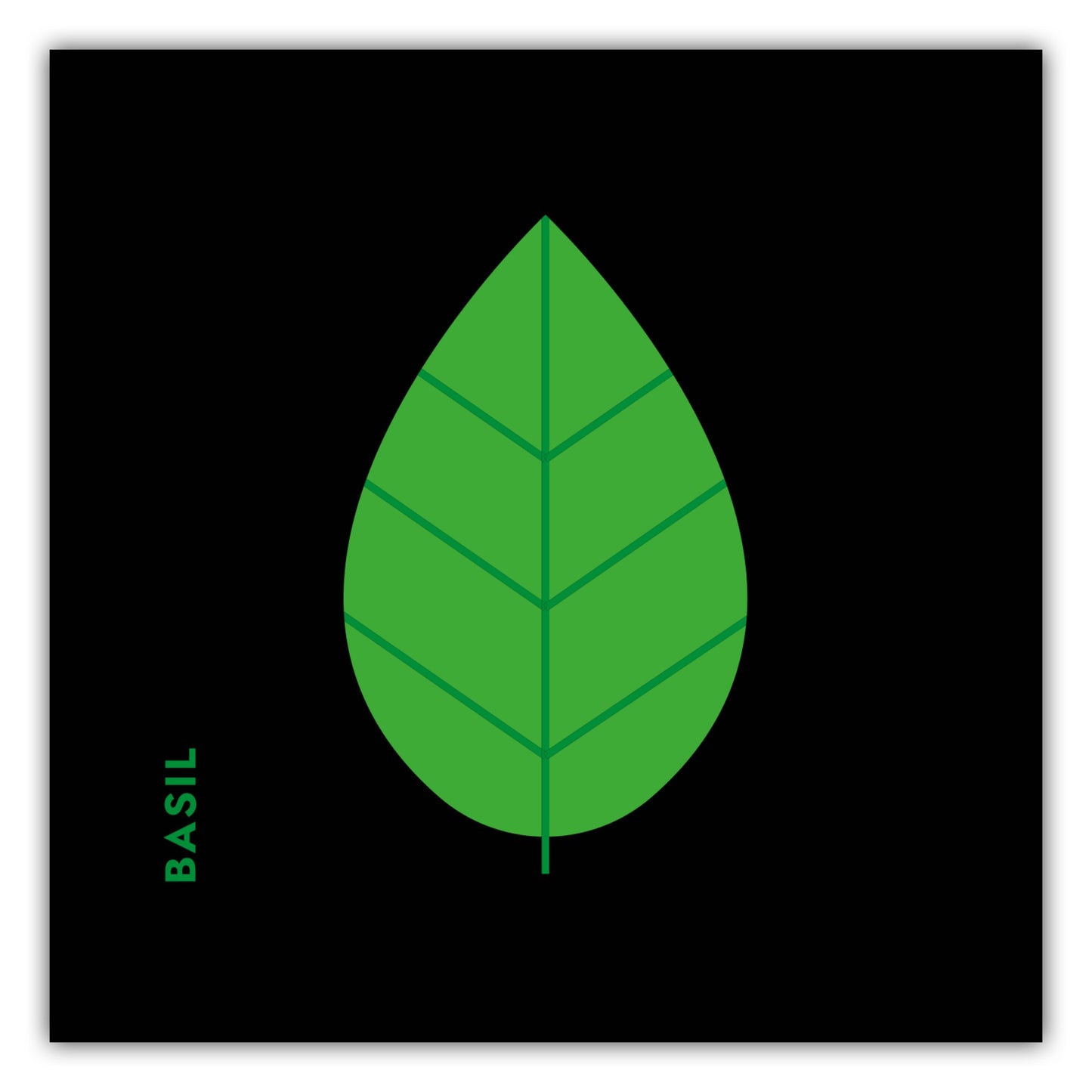 Poster Kräuter - Basilikum - Basil