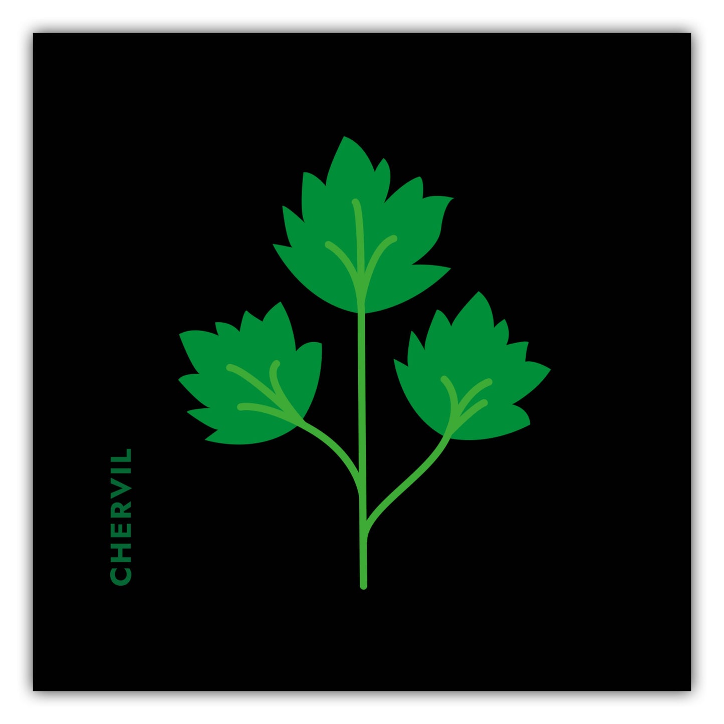 Poster Kräuter - Kerbel - Chervil