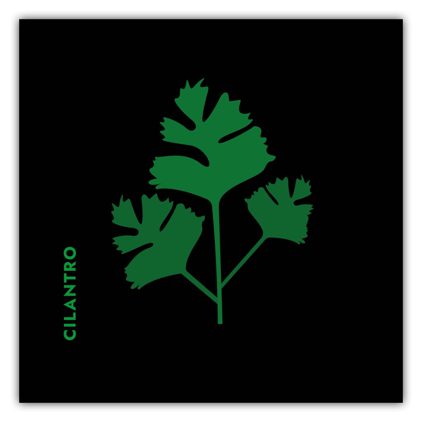 Poster Kräuter - Koriander - Cilantro