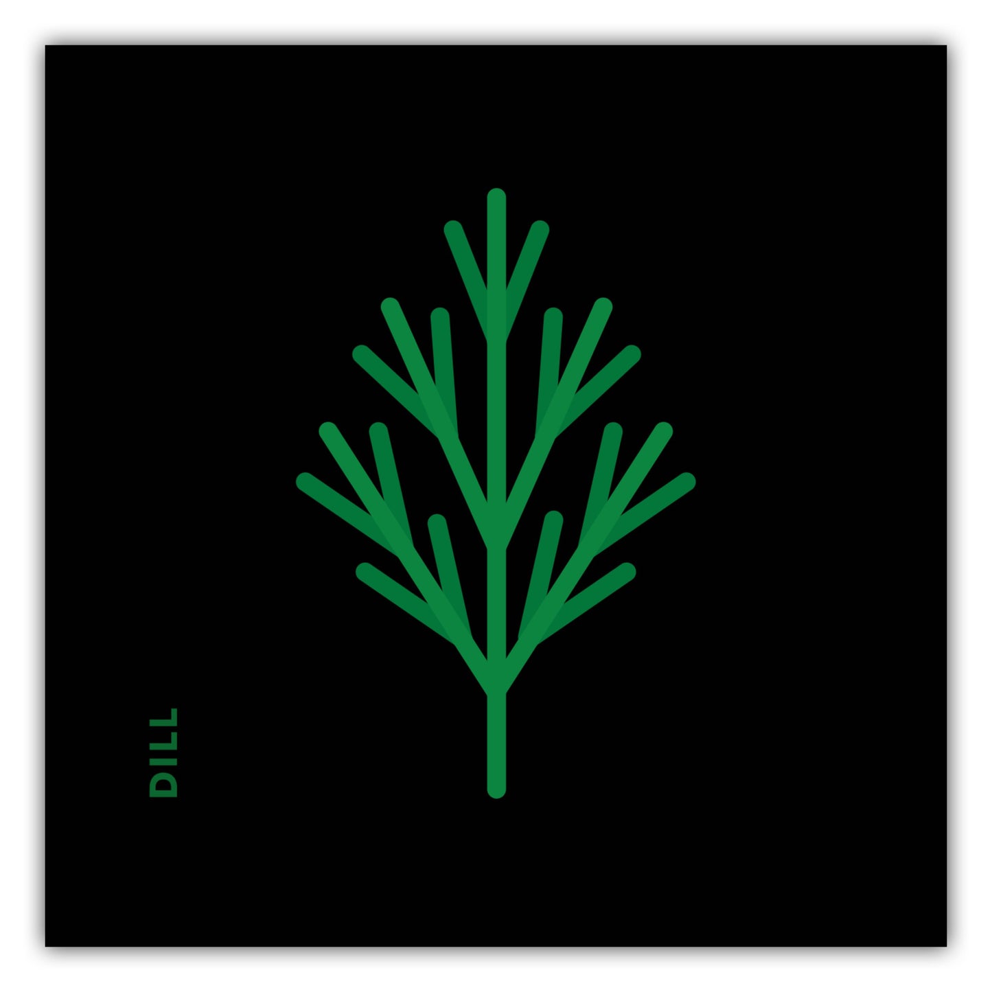 Poster Kräuter - Dill