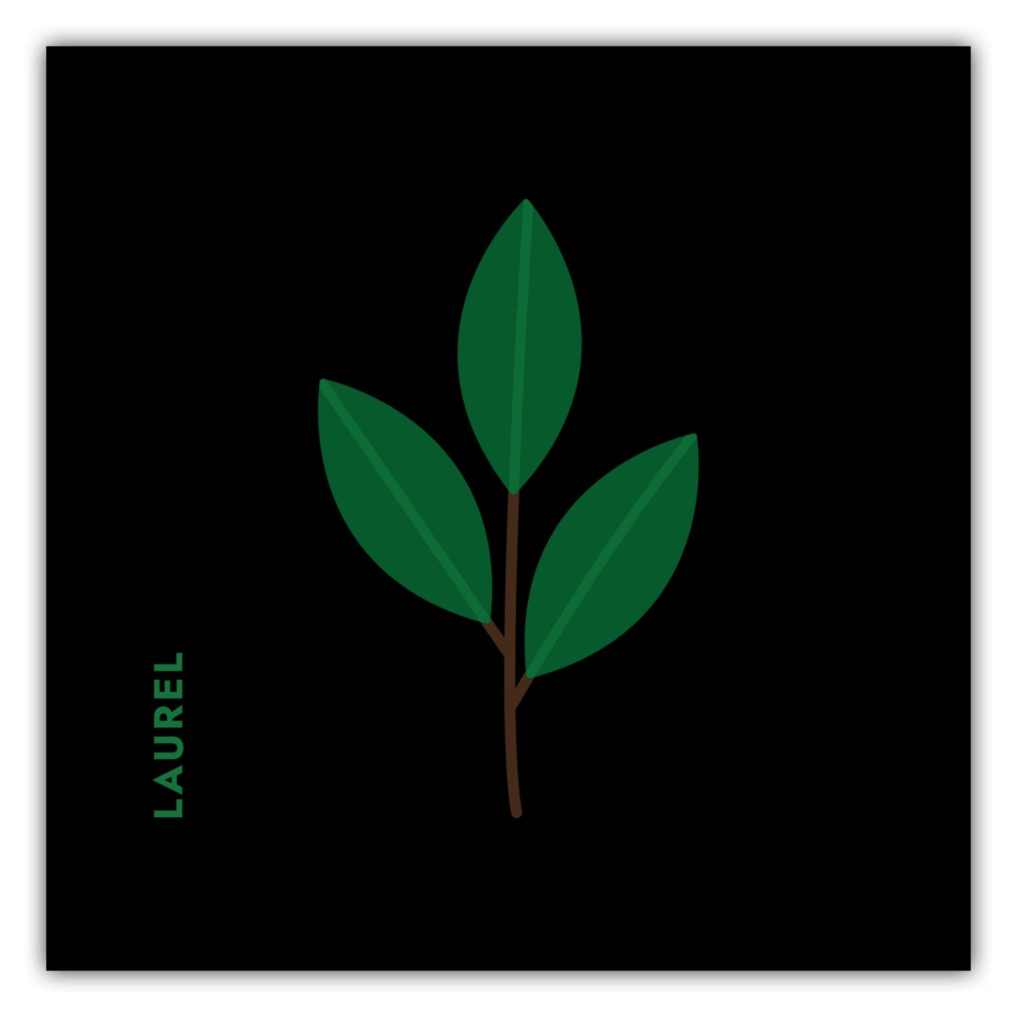 Poster Kräuter - Lorbeer - Laurel