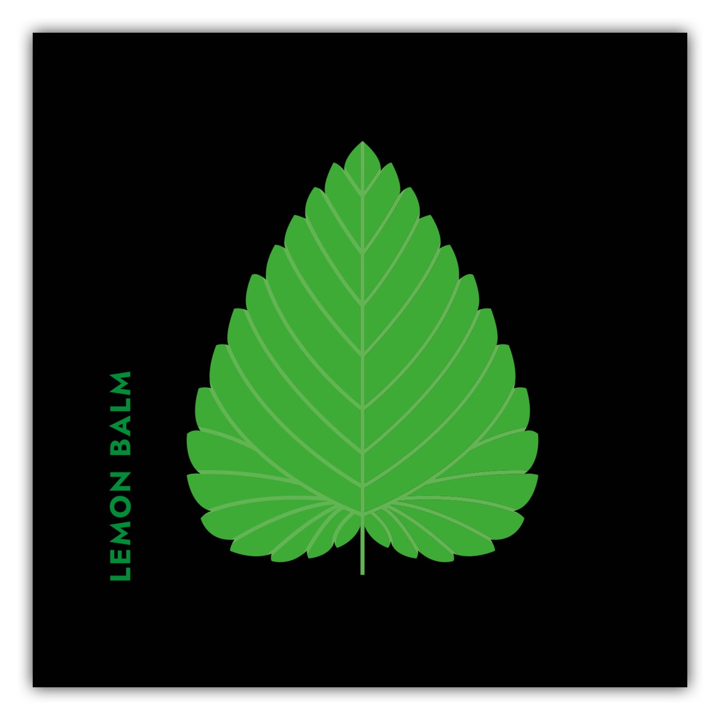 Poster Kräuter - Zitronenmelisse - Lemon Balm