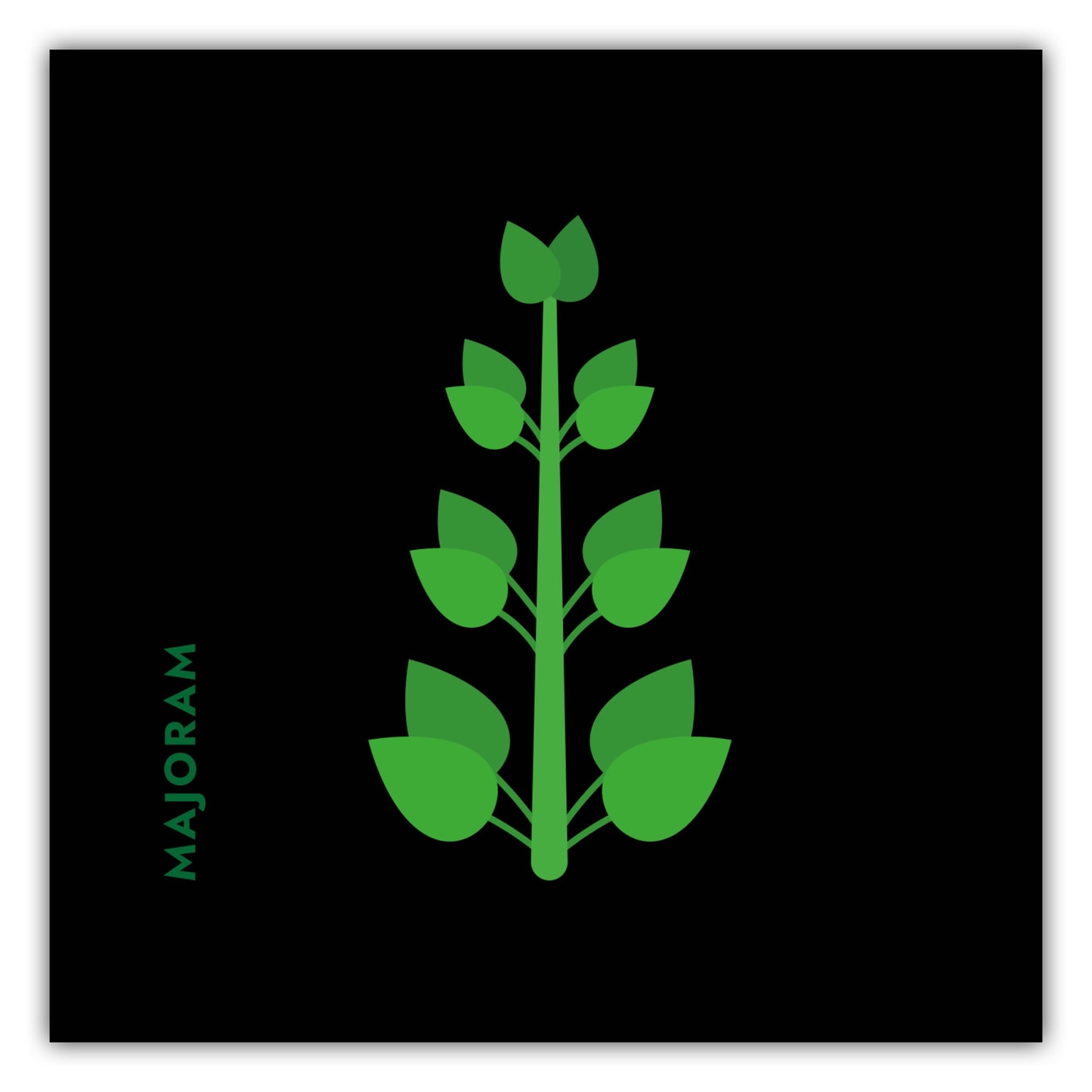 Poster Kräuter - Majoran - Majoram