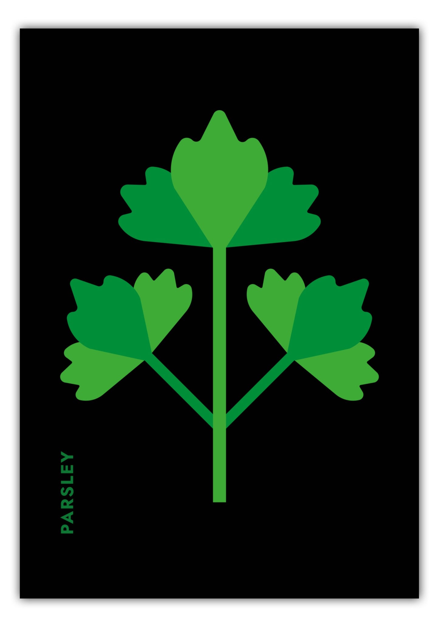 Poster Kräuter - Petersilie - Parsley