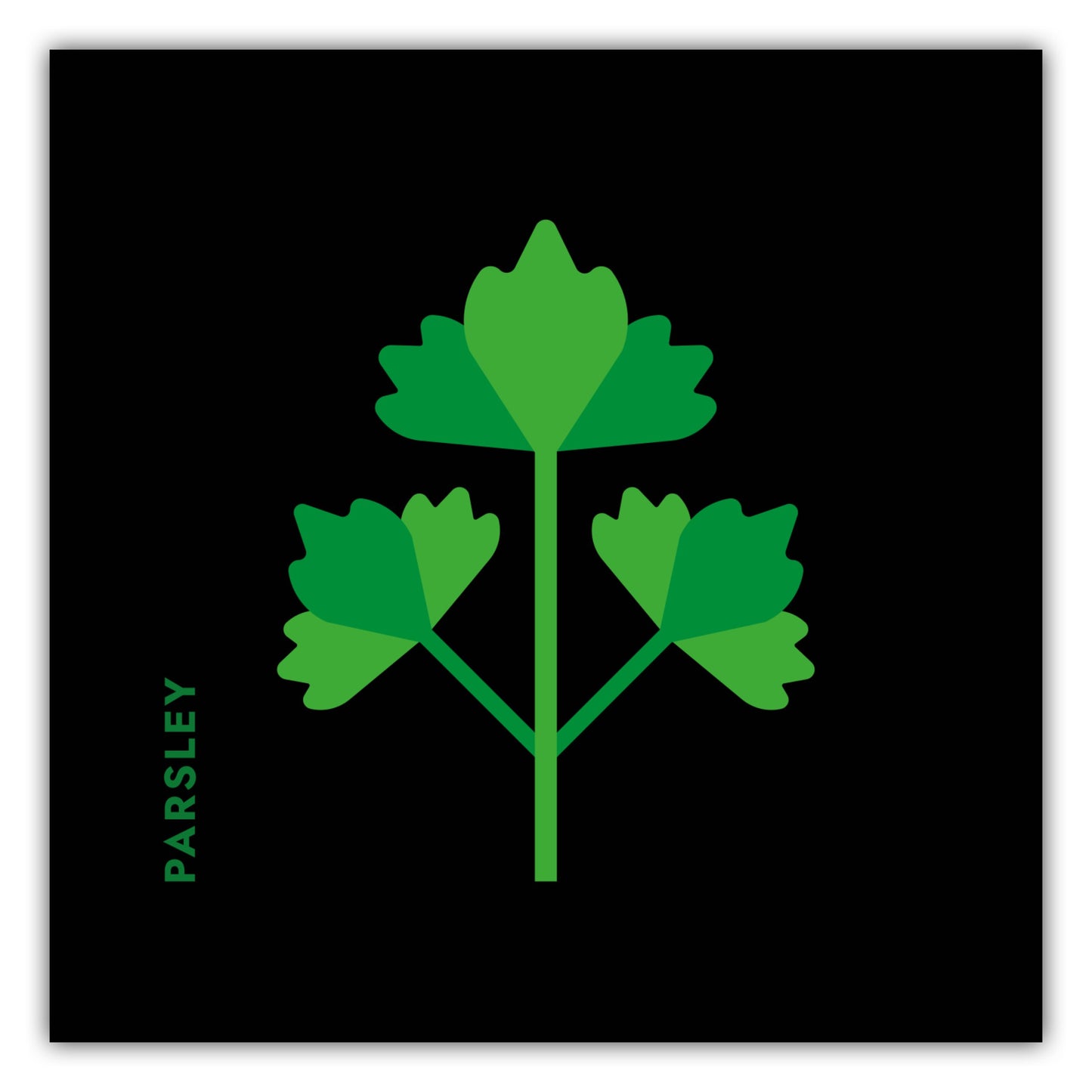 Poster Kräuter - Petersilie - Parsley