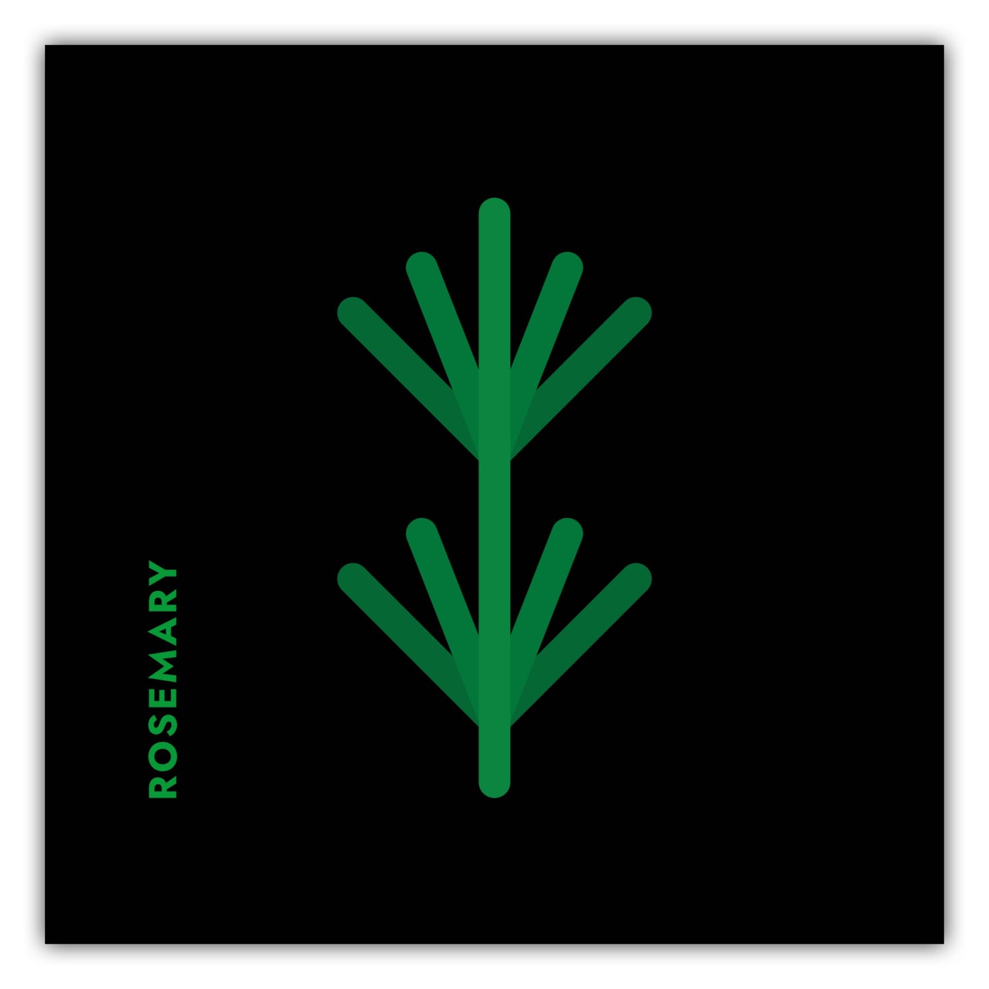 Poster Kräuter - Rosmarin - Rosemary