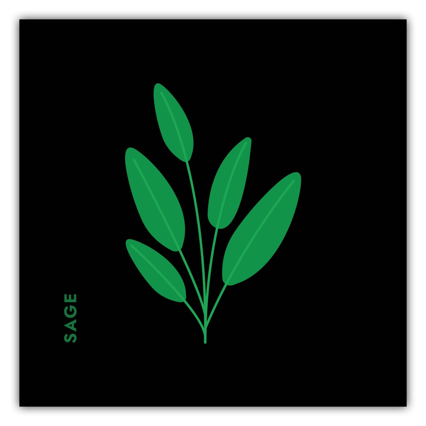 Poster Kräuter - Salbei - Sage