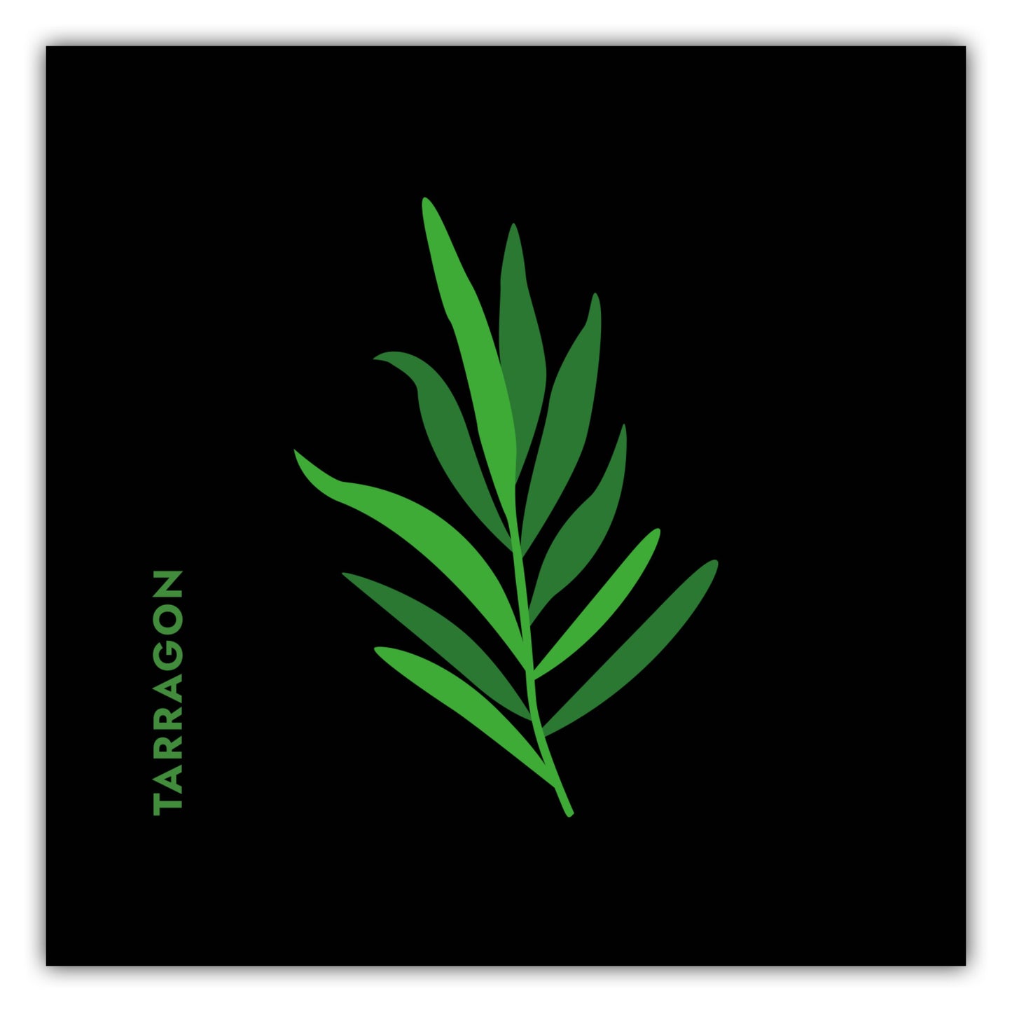 Poster Kräuter - Estragon - Tarragon