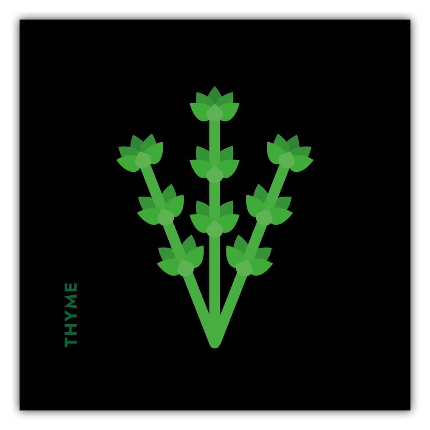 Poster Kräuter - Thymian - Thyme