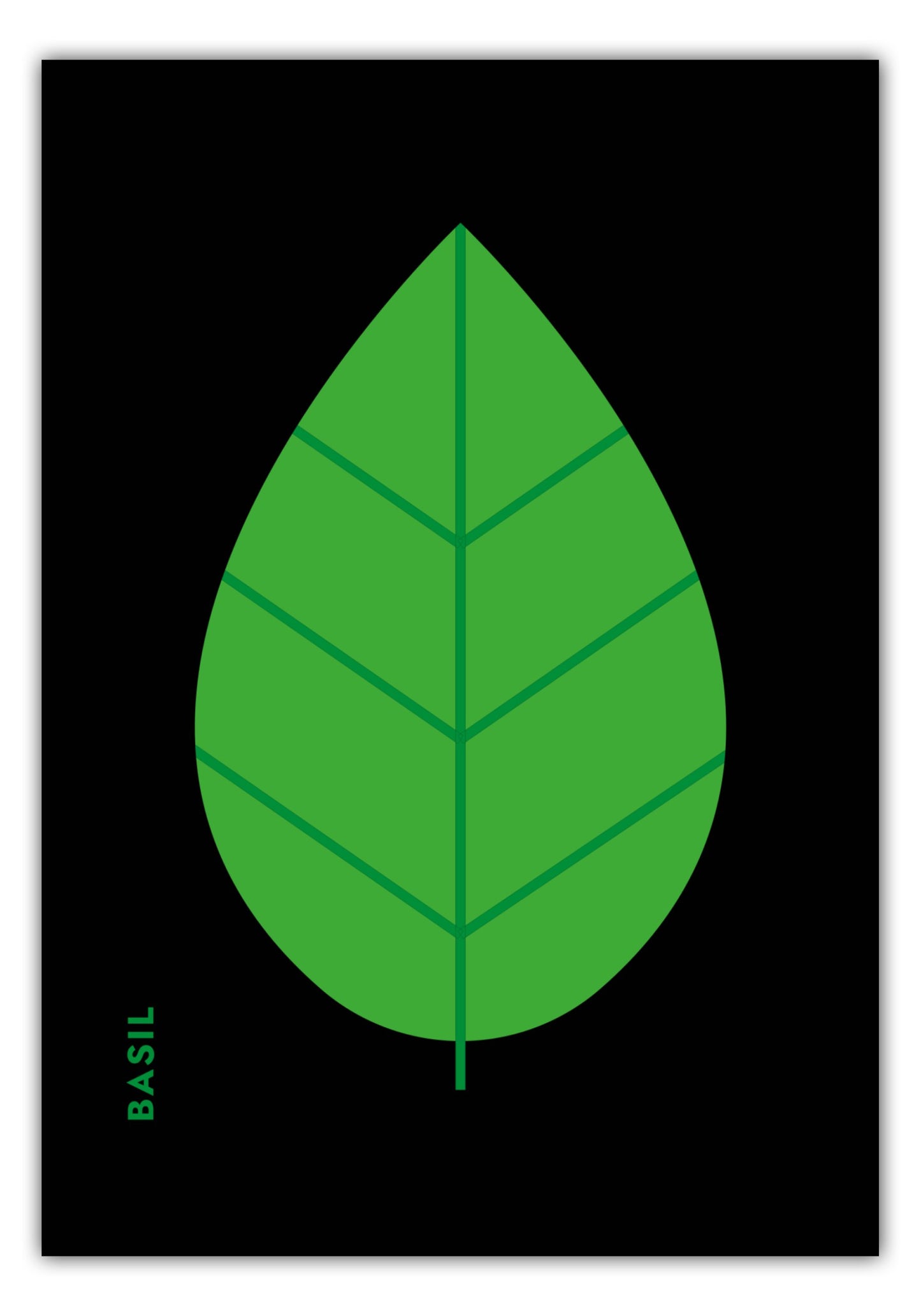 Poster Kräuter - Basilikum - Basil