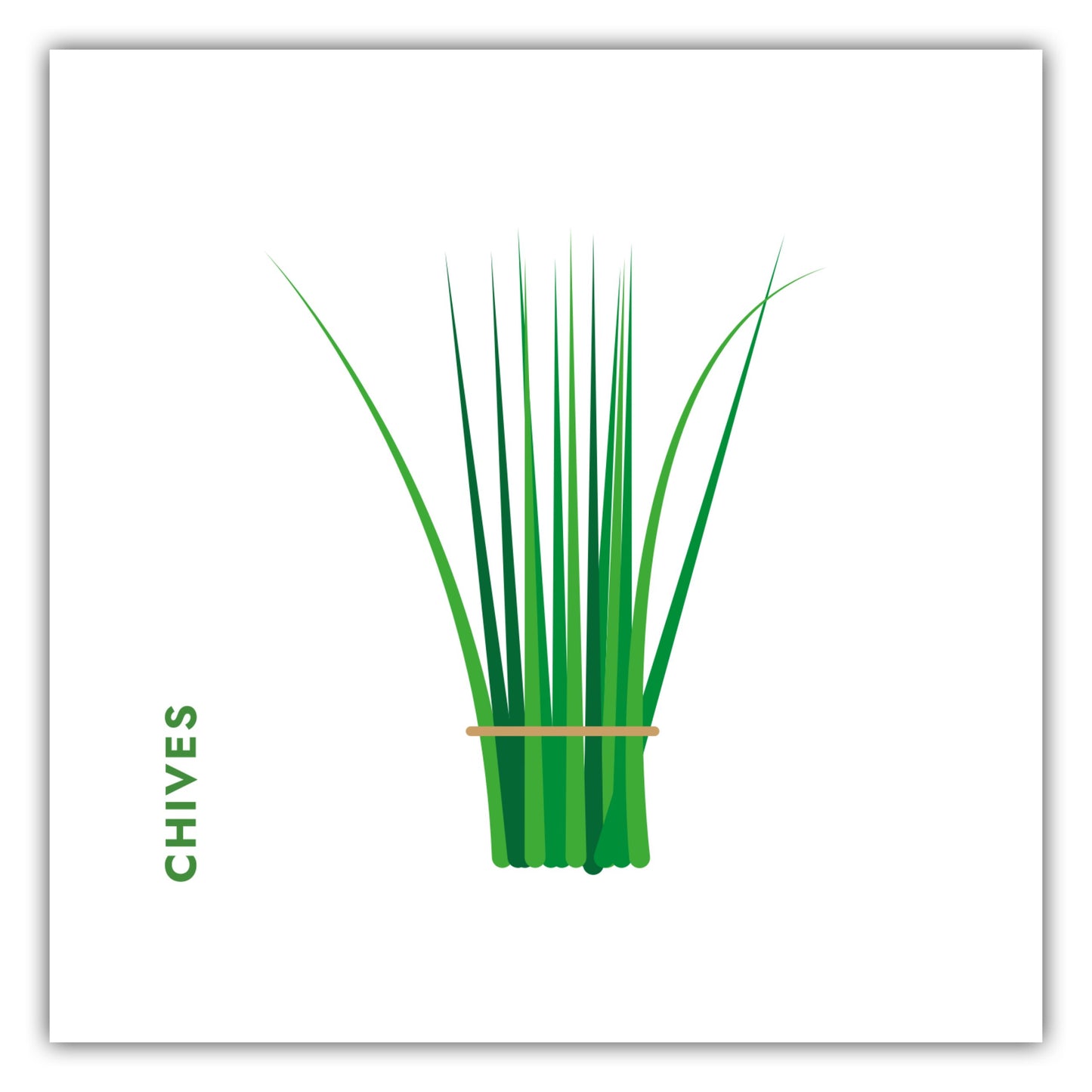 Poster Kräuter - Schnittlauch - Chives