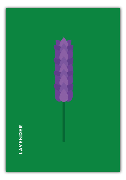 Poster Kräuter - Lavendel - Lavender