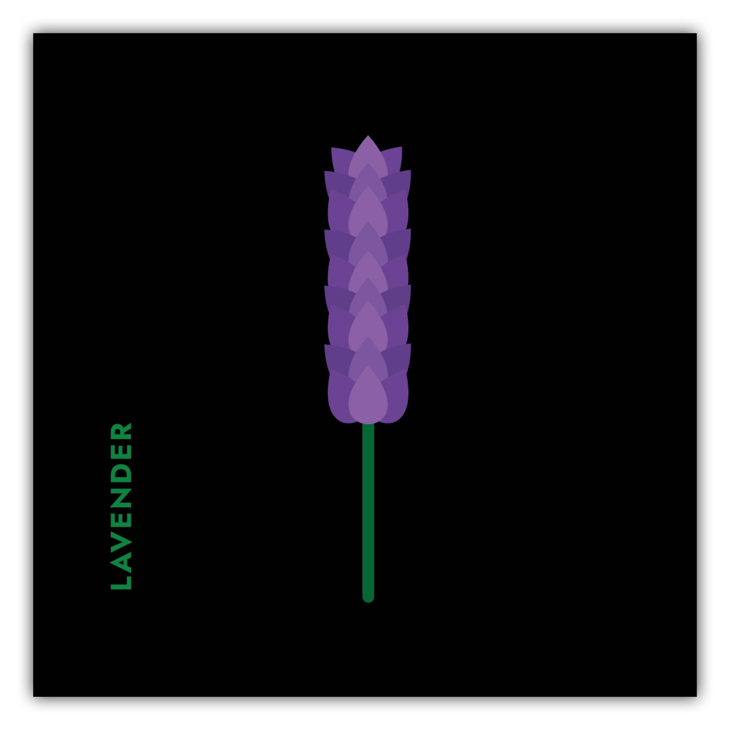 Poster Kräuter - Lavendel - Lavender